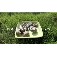 Os vegetais secados alisam o cogumelo de Shiitake 1kg